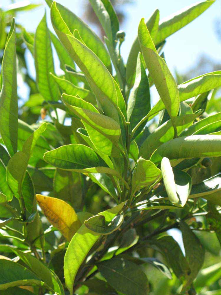              Sun leaves (Riverside, CA)       